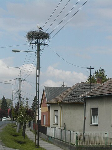 Viele Storennester treffen wir an.