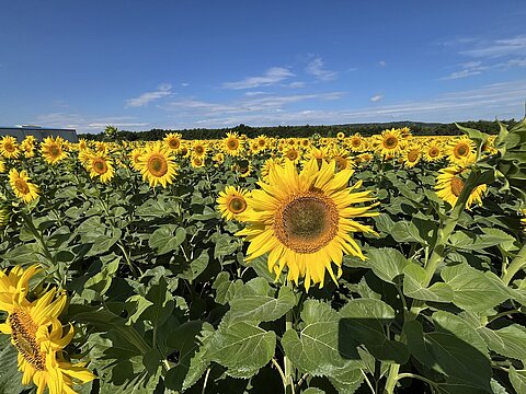 Grosse Sonnenblumenplantagen.