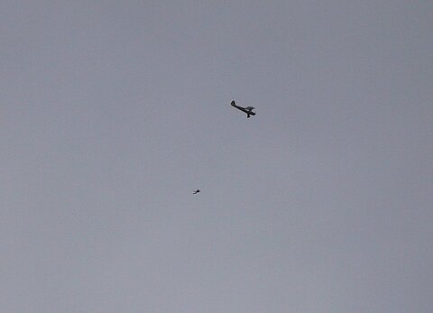 Sogar aus einem Piper Cub wird gesprungen!