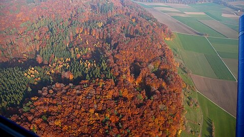 Farbiger Herbstwald.